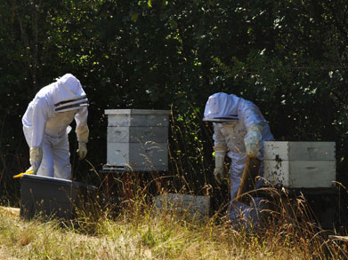 gathering the honey